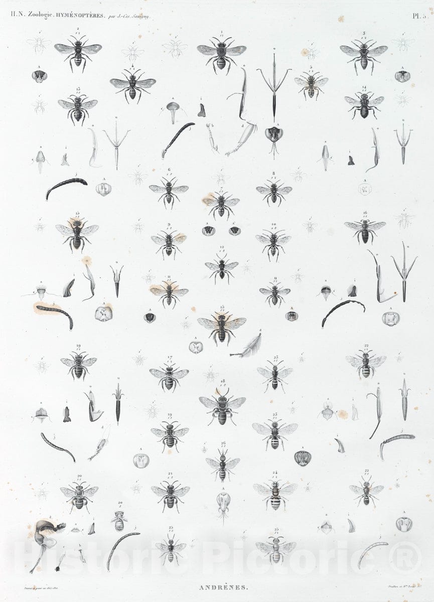 Art Print : 1817, Zoologie. Hymenopteres. Andrenes. - Vintage Wall Art