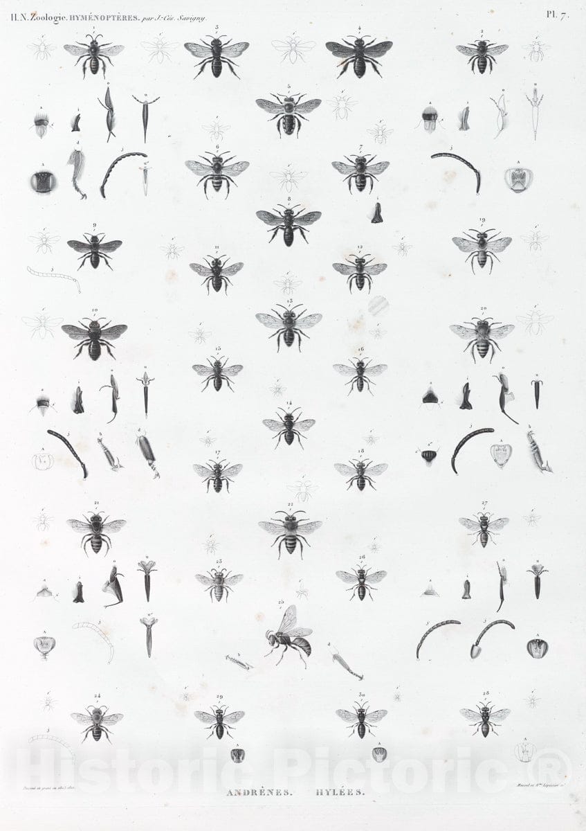 Art Print : 1809, Zoologie. Hymenopteres. Andrenes, Hylees. - Vintage Wall Art
