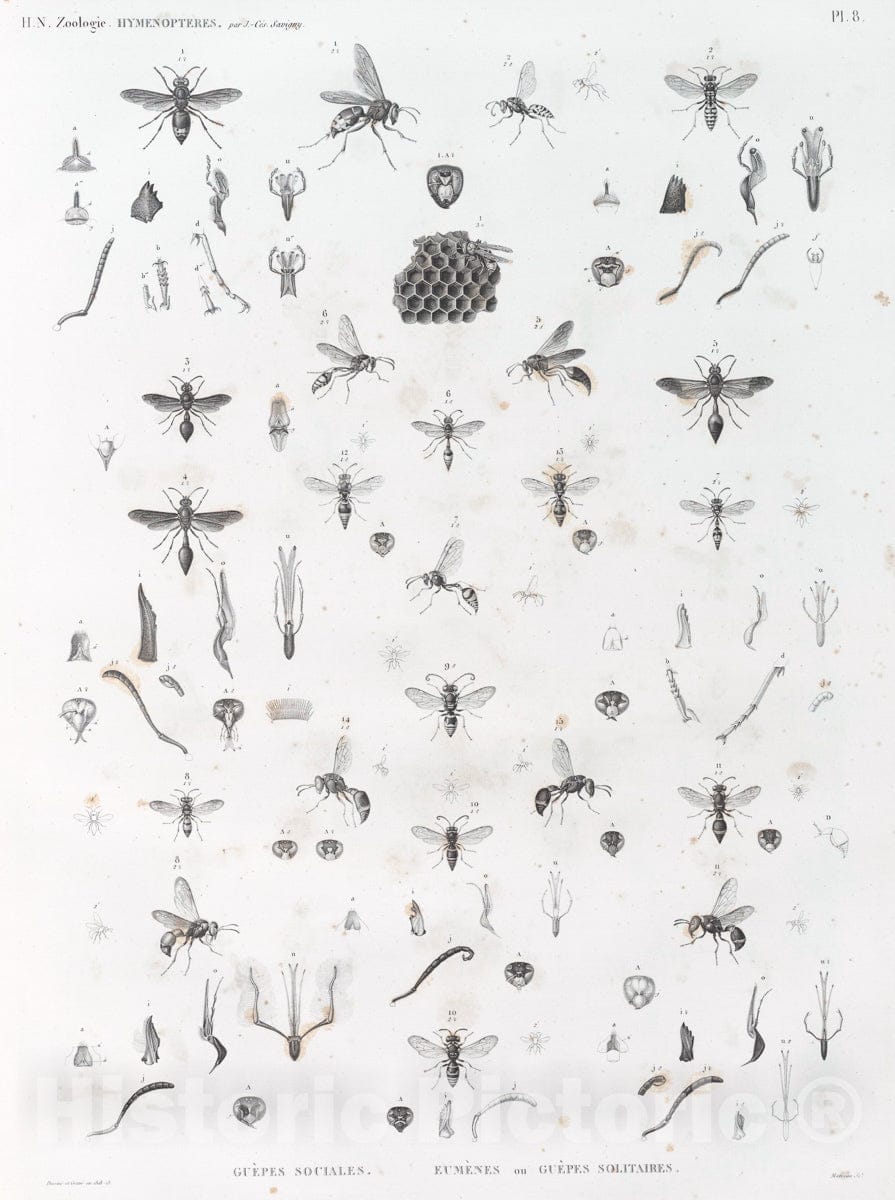Art Print : 1809, Zoologie. Hymenopteres. Guepes sociales, Eumenes ou Guepes solitaires. - Vintage Wall Art