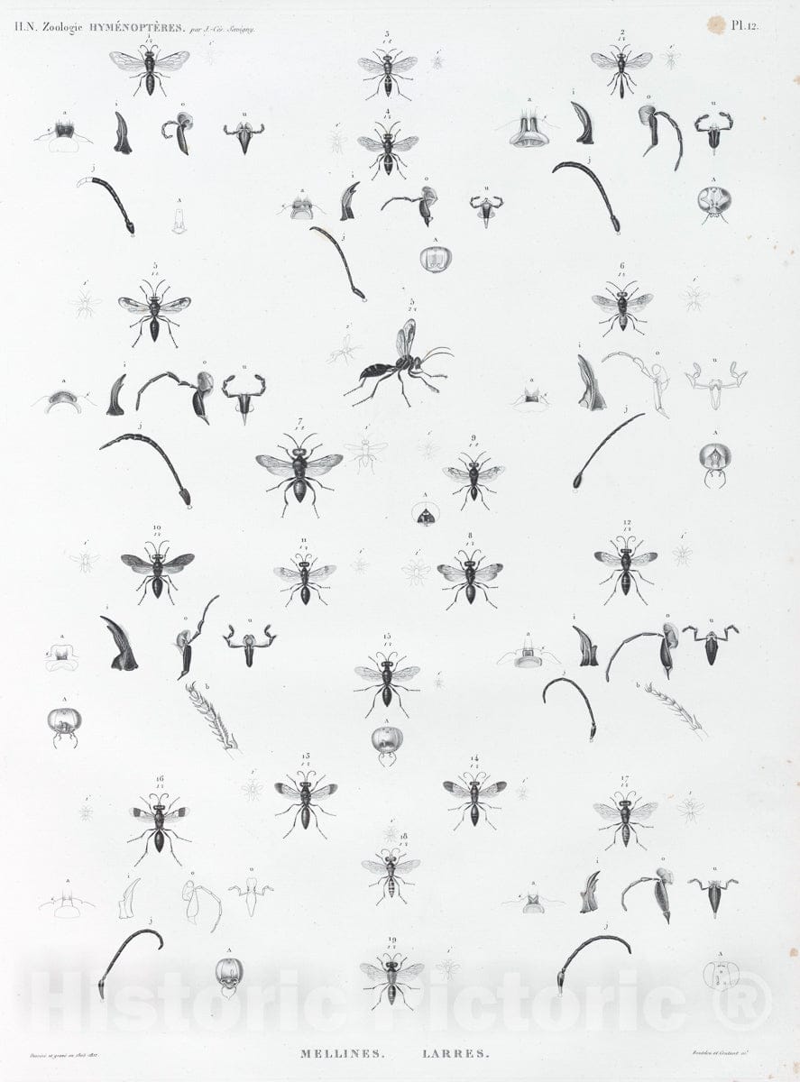 Art Print : 1809, Zoologie. Hymenopteres. Mellines, Larres. - Vintage Wall Art