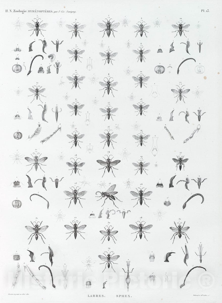 Art Print : 1809, Zoologie. Hymenopteres. Larres, Sphex. - Vintage Wall Art