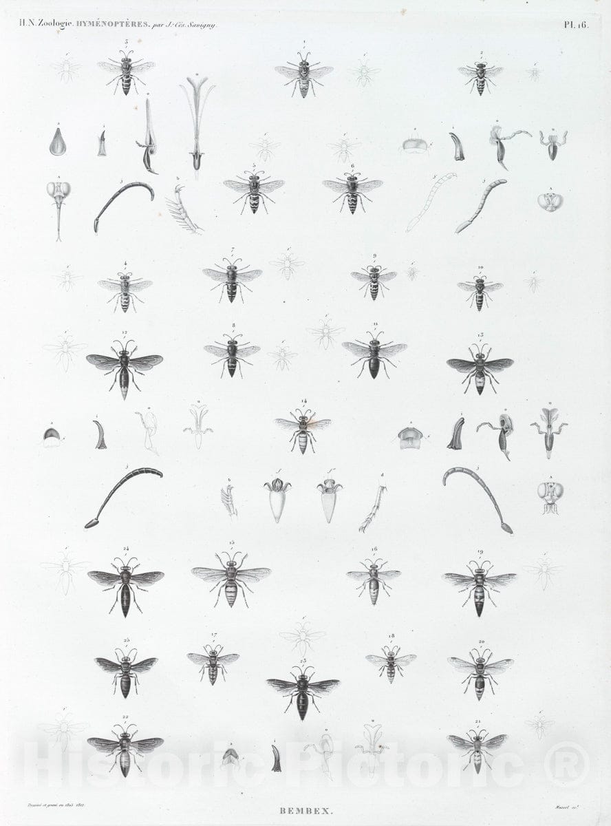 Art Print : 1809, Zoologie. Hymenopteres. Bembex. - Vintage Wall Art
