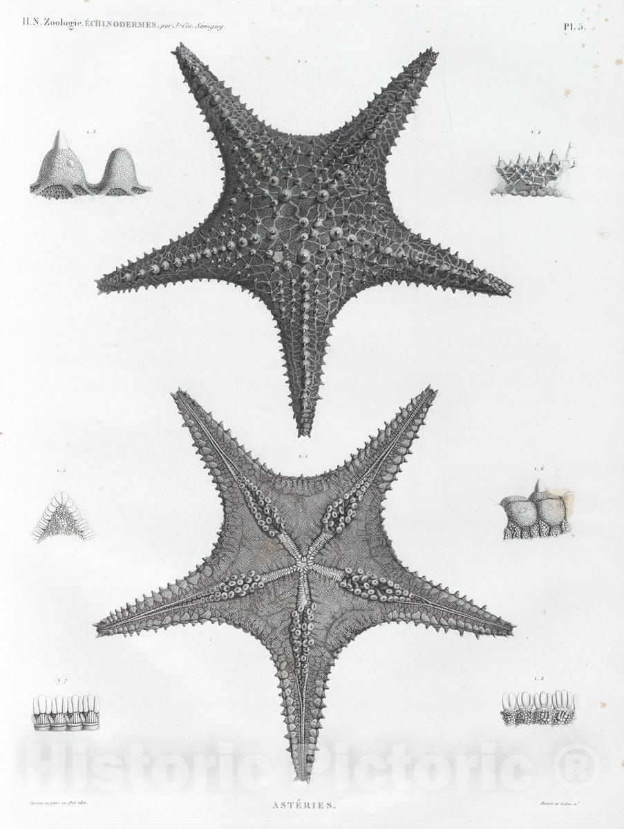 Art Print : 1809, Zoologie. Echinodermes. Asteries. - Vintage Wall Art V2