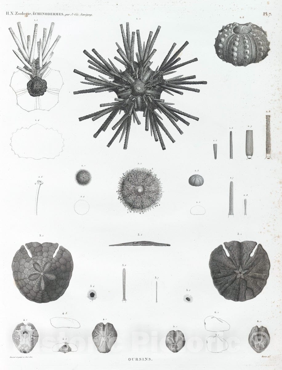 Art Print : 1809, Zoologie. Echinodermes. Oursins. - Vintage Wall Art V2