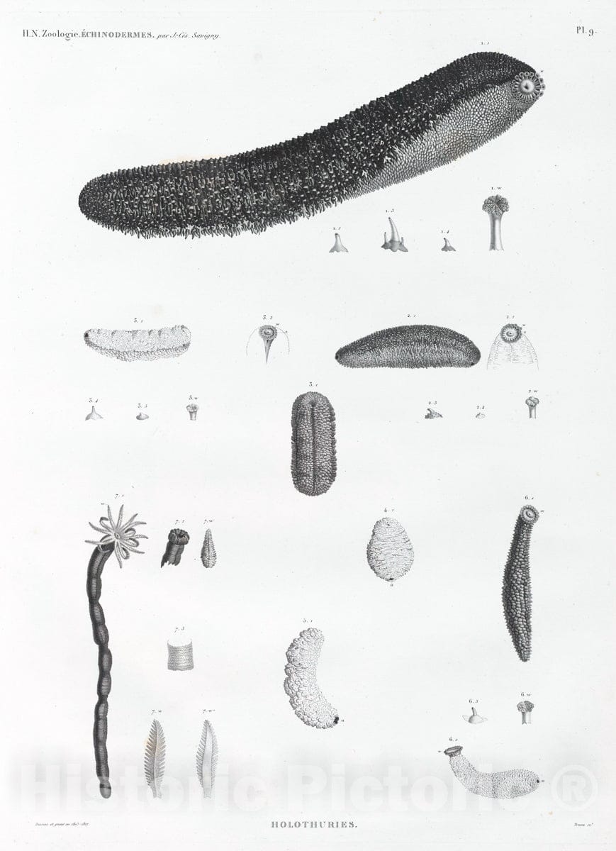 Art Print : 1809, Zoologie. Echinodermes. Holothuries. - Vintage Wall Art V2