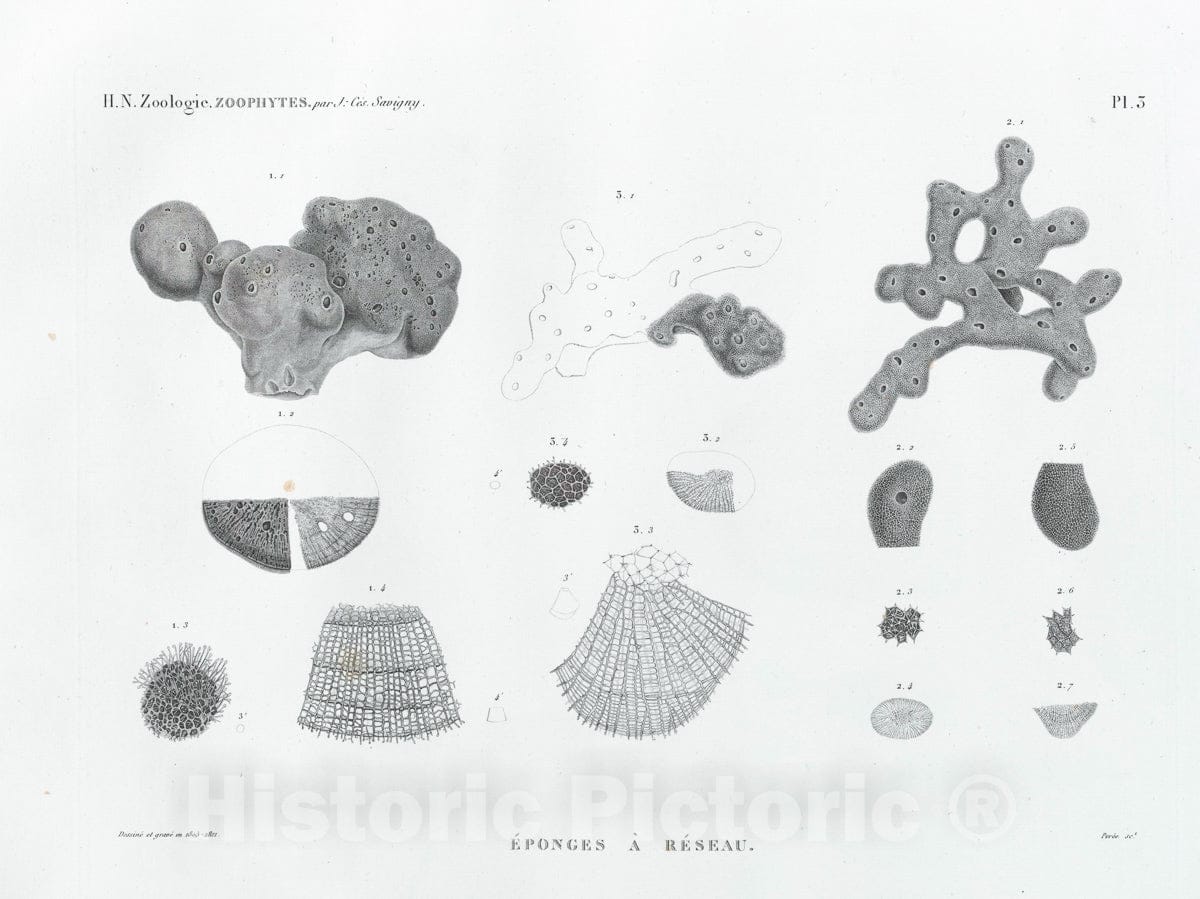 Art Print : 1809, Zoologie. Zoophytes. Eponges A reseau. - Vintage Wall Art