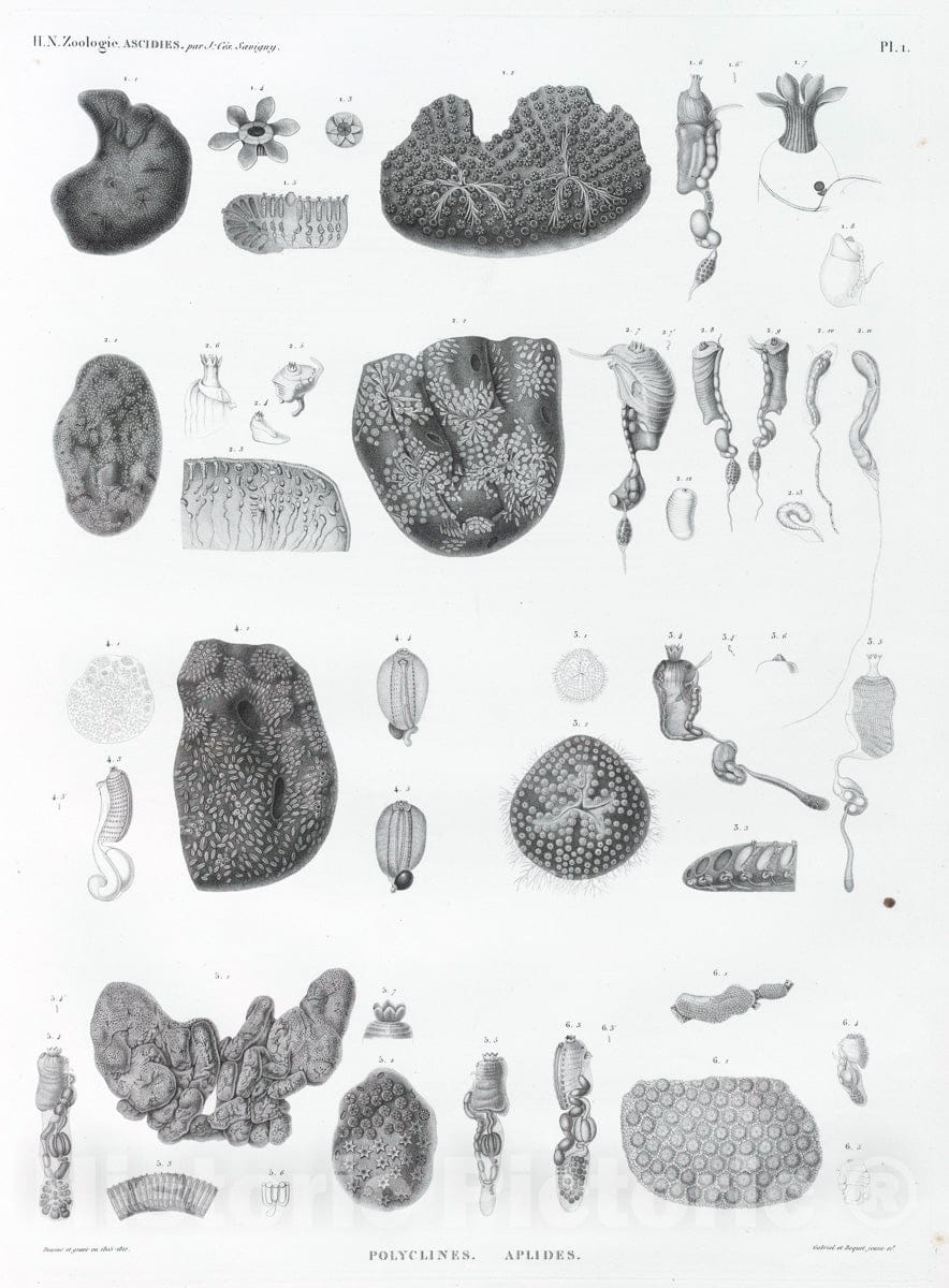 Art Print : 1809, Zoologie. Ascidies. Polyclines, Aplides. - Vintage Wall Art