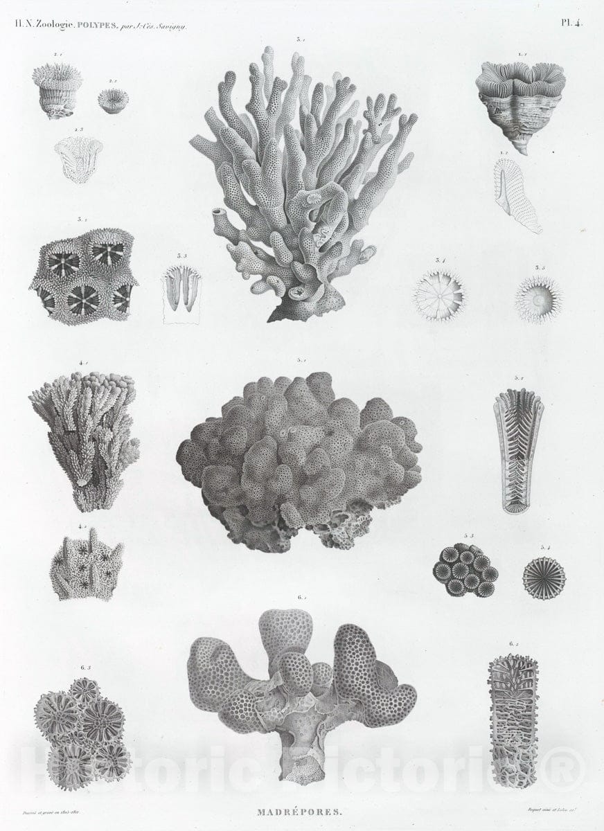 Art Print : 1809, Zoologie. Polypes. Madrepores. - Vintage Wall Art V1