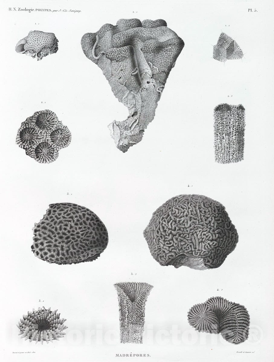 Art Print : 1809, Zoologie. Polypes. Madrepores. - Vintage Wall Art V2