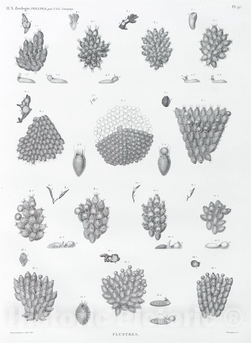 Art Print : 1809, Zoologie. Polypes. Flustres. - Vintage Wall Art V3