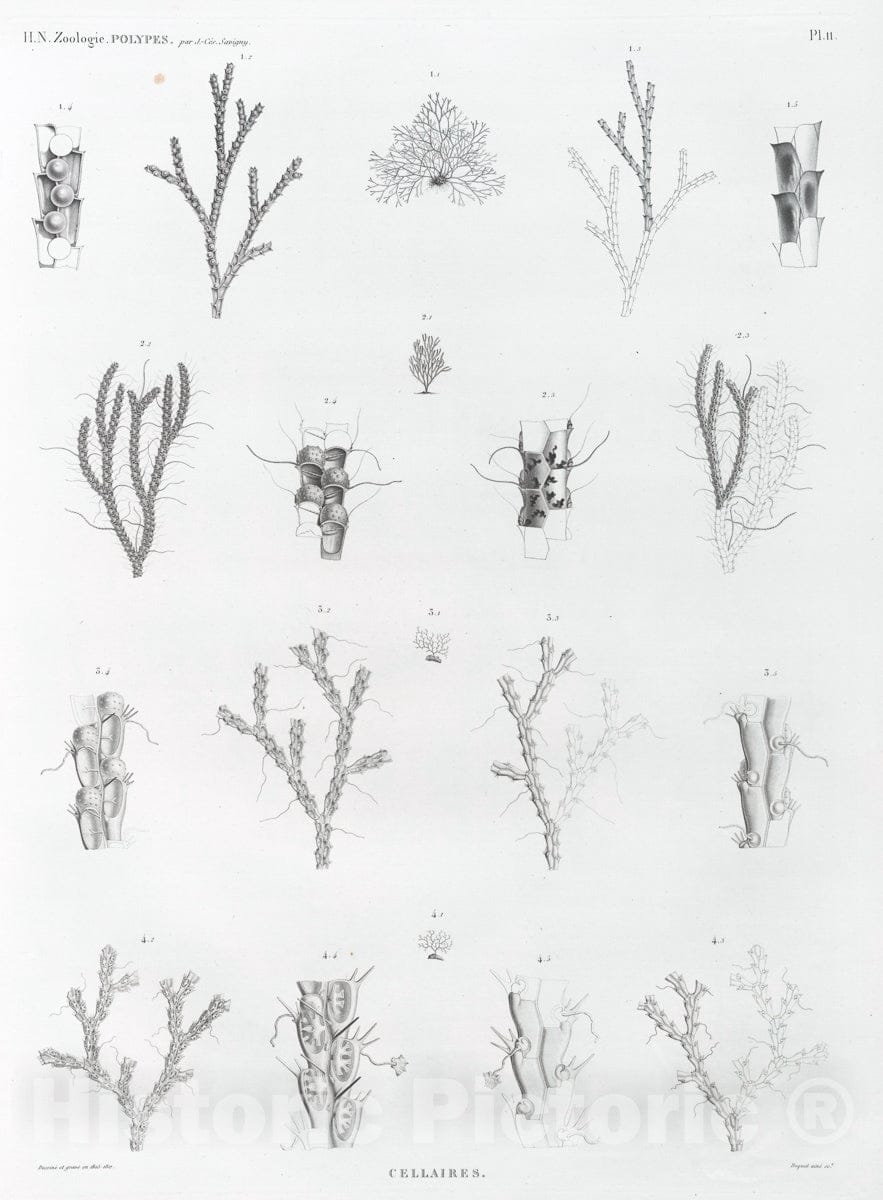 Art Print : 1809, Zoologie. Polypes. Cellaires. - Vintage Wall Art V1