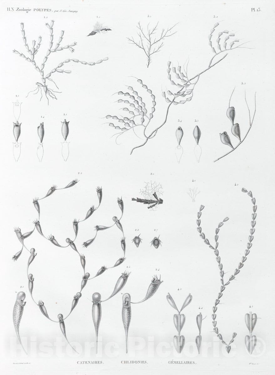 Art Print : 1810, Zoologie. Polypes. Catenaires, Chlidonies, Gemellaires. - Vintage Wall Art