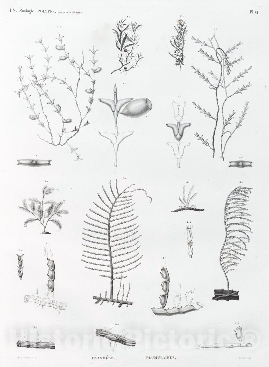 Art Print : 1811, Zoologie. Polypes. Dyasmees, Plumulaires. - Vintage Wall Art