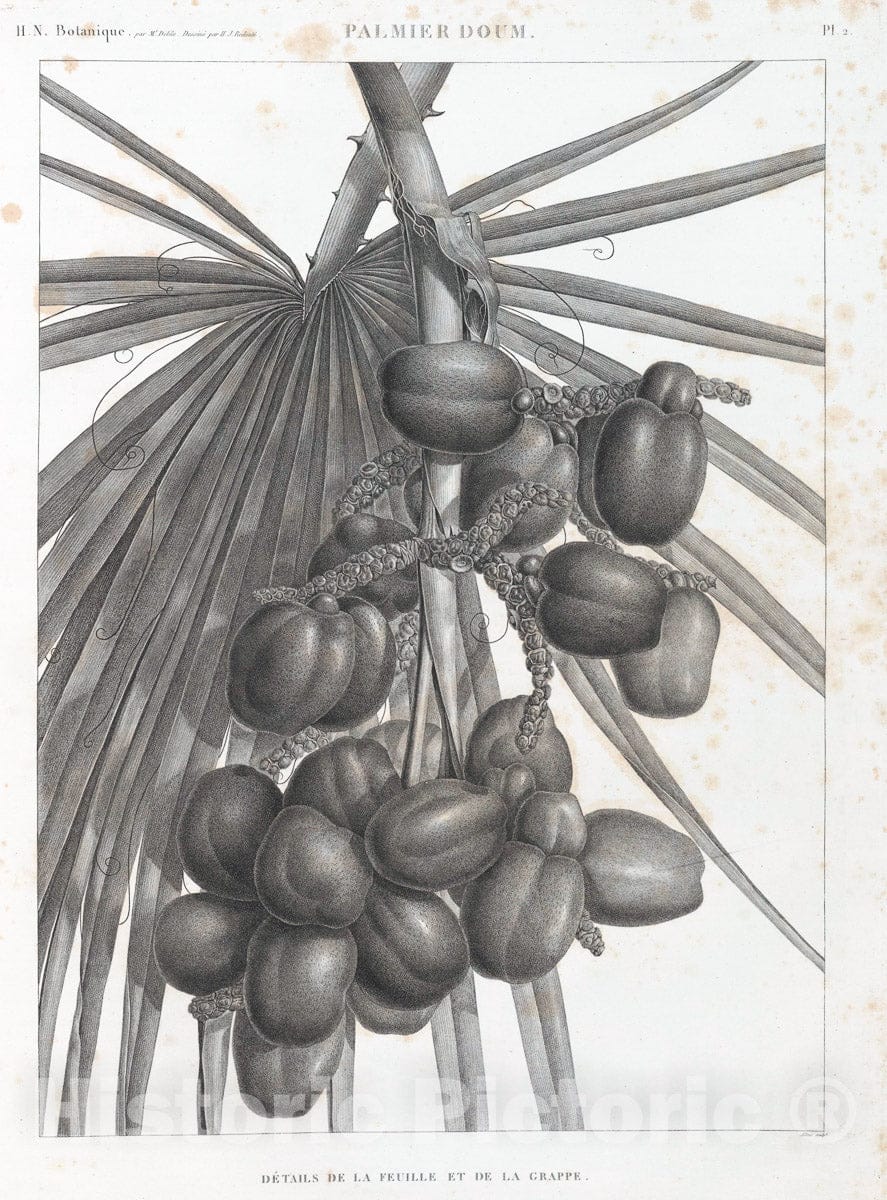 Art Print : 1809, Botanique. Palmier Doum [Cucifera thebaAca]. Details de la feuille et de la grappe. - Vintage Wall Art