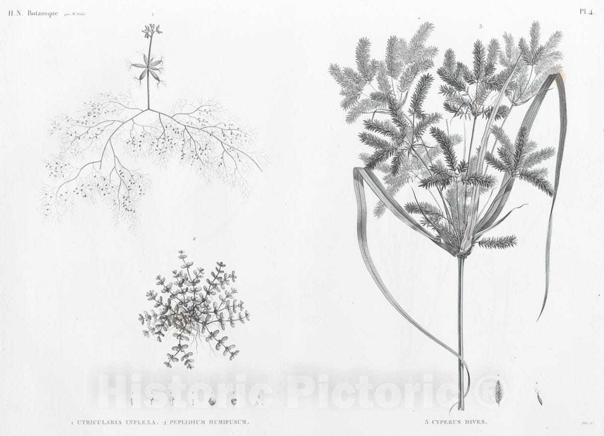 Art Print : 1809, Botanique. 1. Utricularia inflexa; 2. Peplidium humifusum; 3. Cyperus Dives. - Vintage Wall Art