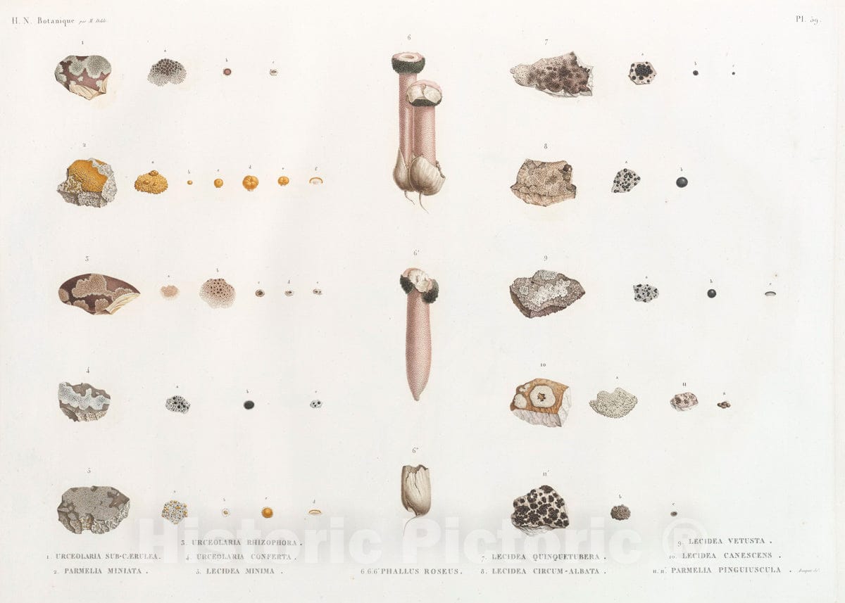 Art Print : 1809, Botanique. 1. Urceolaria sub-carulea; 2. Parmelia miniata; - Vintage Wall Art