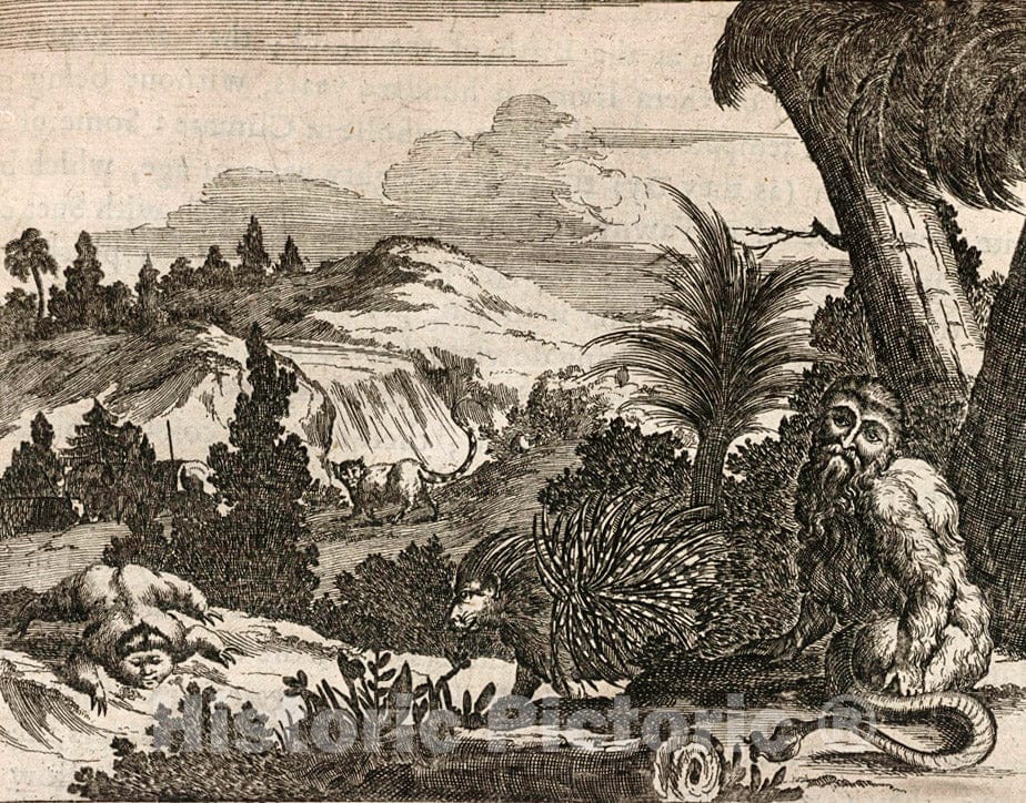 Art Print : 1671, The Sagovin. - Vintage Wall Art