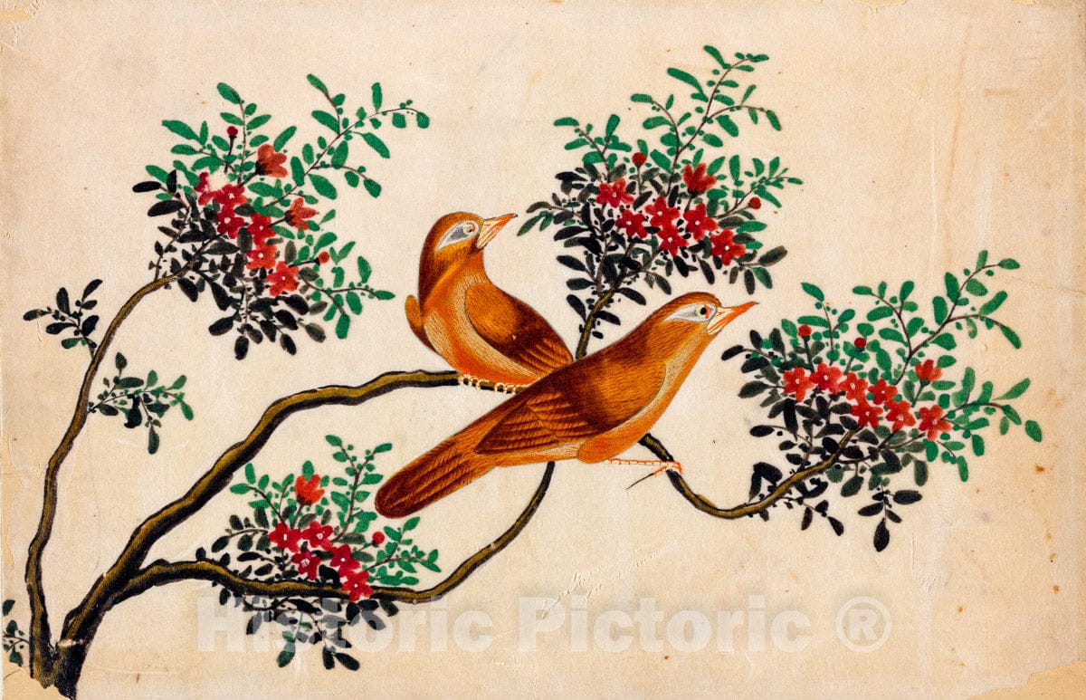 Art Print : Birds of China. - Vintage Wall Art