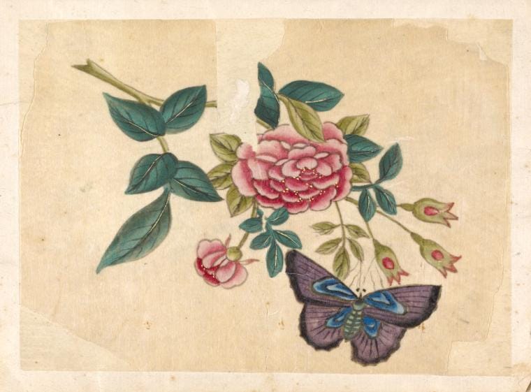 Art Print : 1850, Purple Butterfly with Pink Flower. - Vintage Wall Art