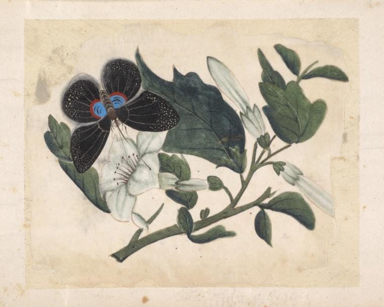 Art Print : 1850, Black Butterfly with White Flowers. - Vintage Wall Art