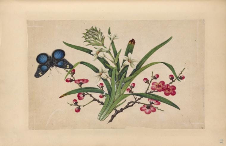 Art Print : 1850, Black and Blue Butterfly with White and Pink Flowers. - Vintage Wall Art