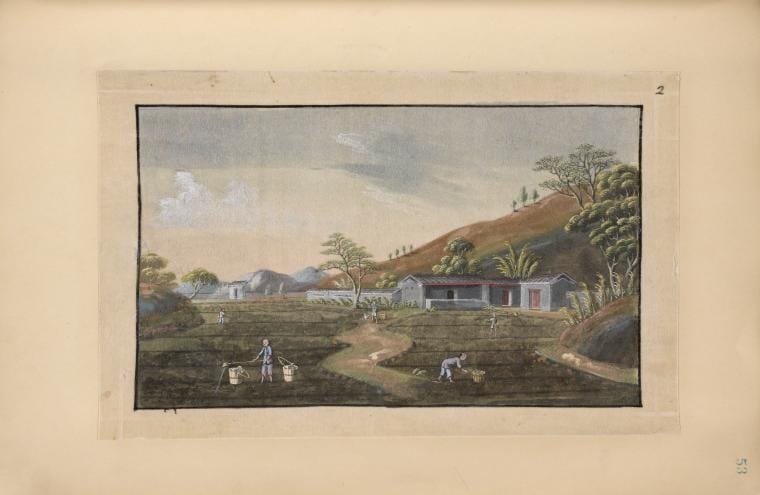Art Print : 1850, Rural Landscape, People Watering Tea Field. - Vintage Wall Art