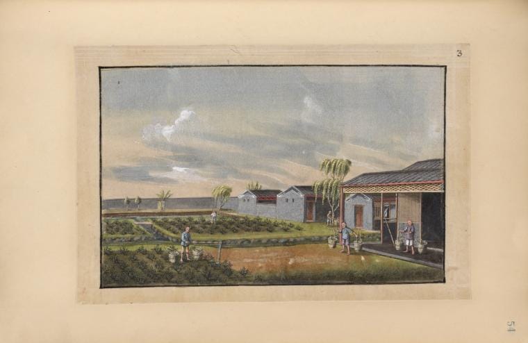 Art Print : 1850, People Working in Tea Field, Houses to The Right. - Vintage Wall Art