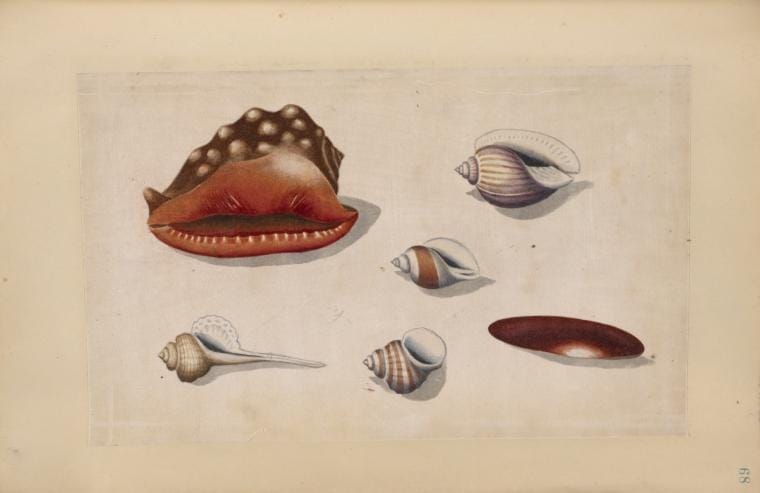 Art Print : 1850, Shells. - Vintage Wall Art