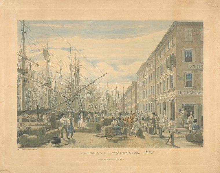 Art Print : 1834, Roseau eventail (ouba). - Vintage Wall Art