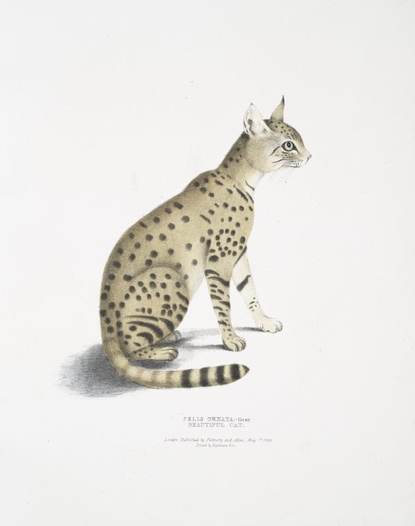 Art Print : 1830, Beautiful Cat, Felis ornata. - Vintage Wall Art