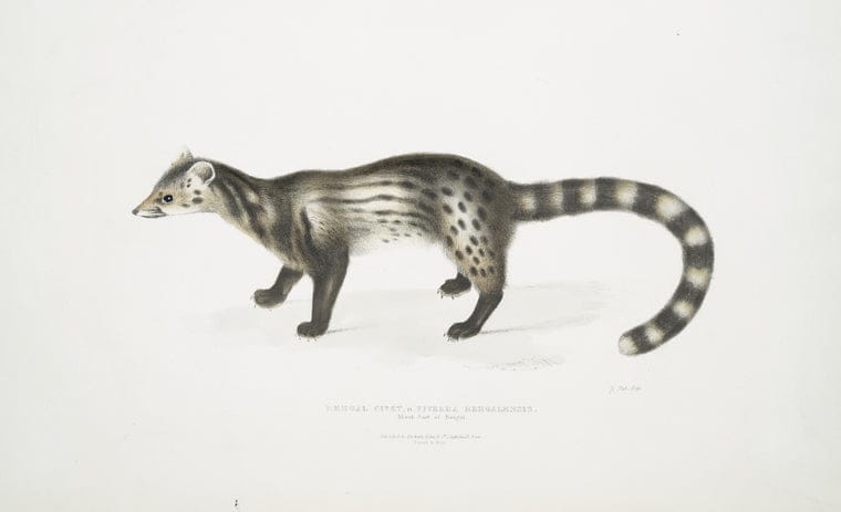 Art Print : 1830, Bengal Civet, Viverra Bengalensis. - Vintage Wall Art
