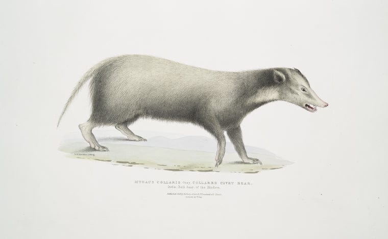 Art Print : 1830, Collared Civet Bear, Mydaus collaris. - Vintage Wall Art