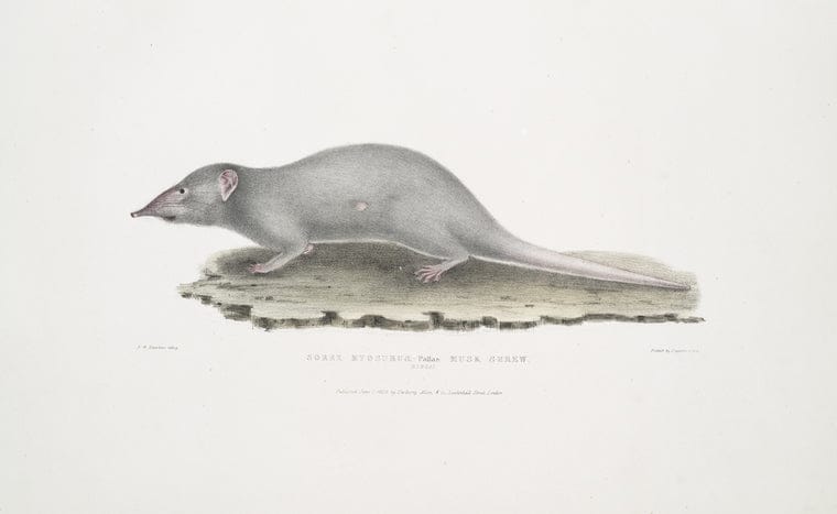 Art Print : 1830, Musk Shrew, Sorex myosurus. - Vintage Wall Art