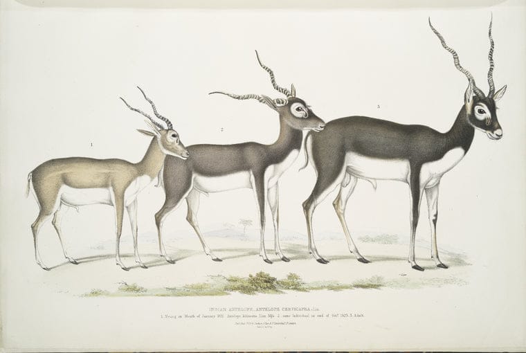 Art Print : 1830, Indian Antelope, Antilope cervicapra. 1. Young in Month of January 1822; 2. Same Individual in end of Oct. 1823; 3. Adult. - Vintage Wall Art