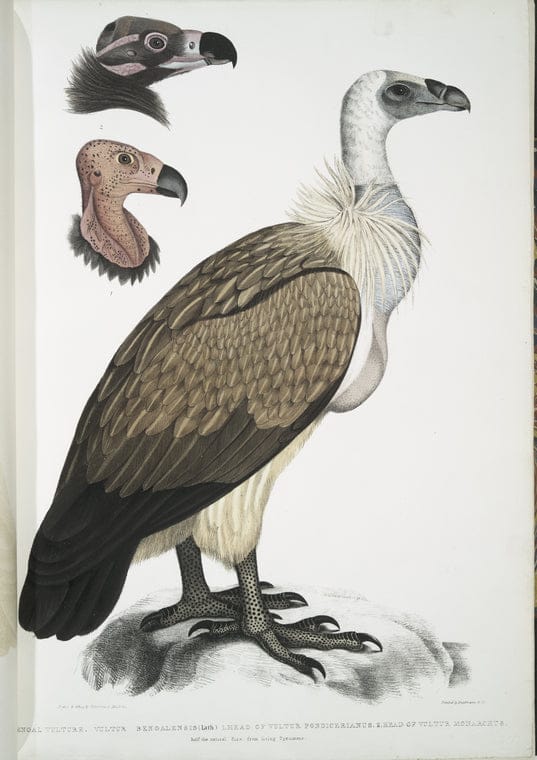 Art Print : 1830, Bengal Vulture, Vultur Bengalensis. 1 Head of Vultur Pondicherianus; 2. Head of Vultur monarchus [monachus]. - Vintage Wall Art