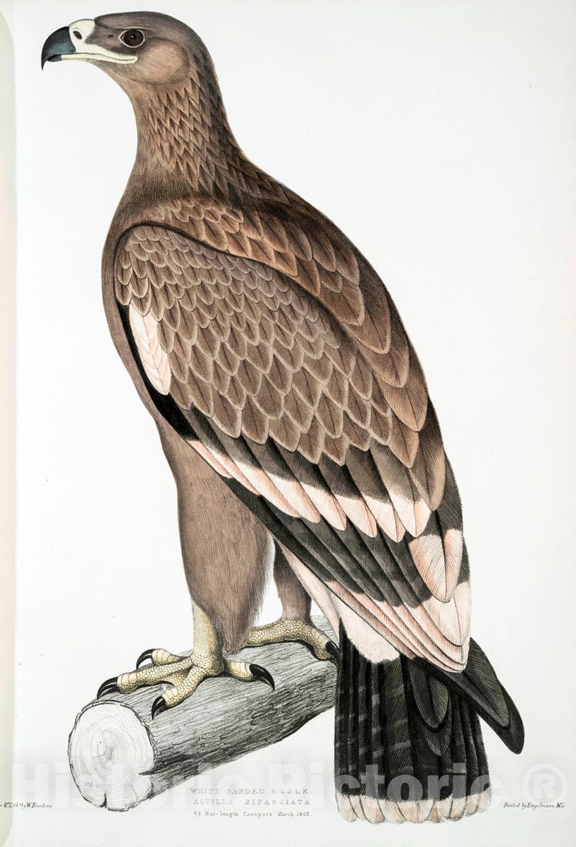 Art Print : 1830, White-Banded Eagle, Aquilla bifasciata. - Vintage Wall Art