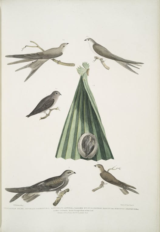 Art Print : 1830, 1. Balassian [Balastian] Swift, Cypselus palmarum. 1a. Male, 1b. Female - Vintage Wall Art