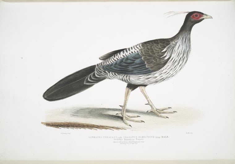 Art Print : 1830, Lesser Spotted Woodpecker, Picus Macei. 1. Male, 2. Female, 2a. Wing, 2b. Tail. - Vintage Wall Art