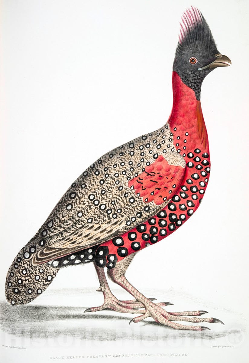 Art Print : 1830, Black Headed Pheasant; Phasianus melanocephalus. Young Male of Former. - Vintage Wall Art