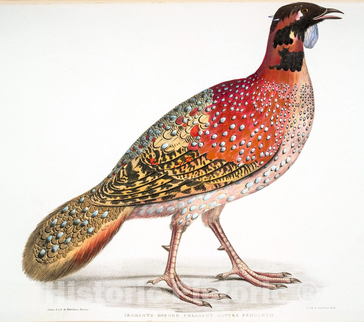 Art Print : 1830, Pennant's Horned Pheasant, Satyra Pennatii. - Vintage Wall Art