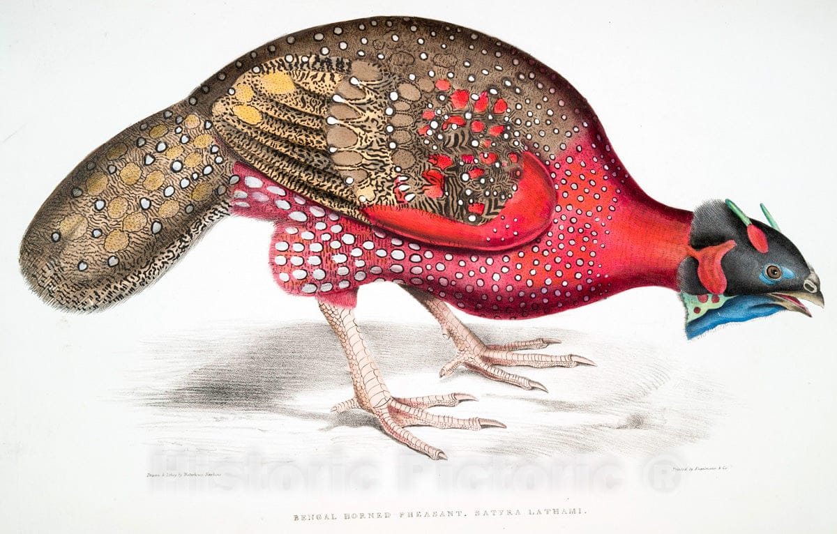 Art Print : 1830, Bengal Horned Pheasant, Satyra Lathami. - Vintage Wall Art