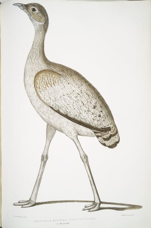 Art Print : 1830, Deformed Hog Fish, Synanaceia grossa. Singapore. - Vintage Wall Art
