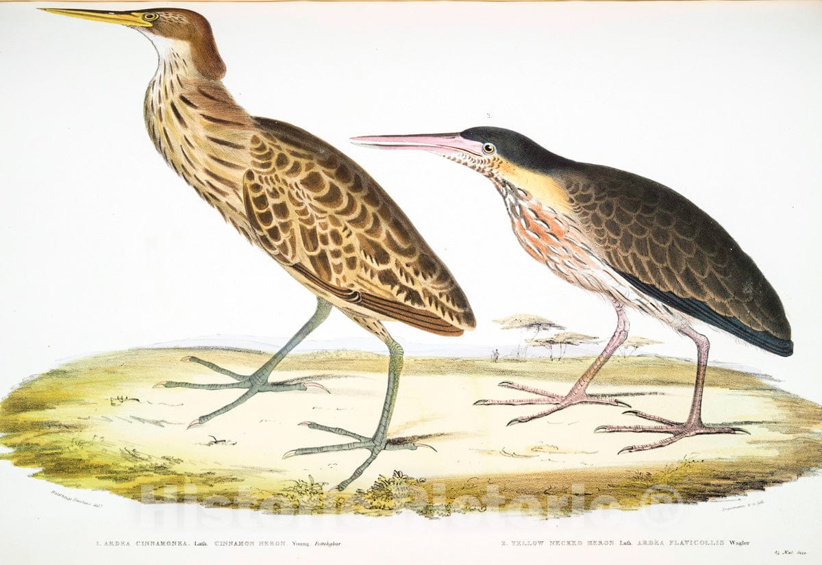 Art Print : 1830, 1. Chitala Mystus, Mystus Chitala; 2. Kapirat Mystus, Mystus Kapirat. - Vintage Wall Art