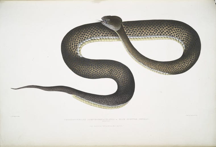 Art Print : 1830, Blue Spotted Cophias, Trigonocephalus purpurcornaculatus [Purpureo-maculatus]. Singapore. - Vintage Wall Art