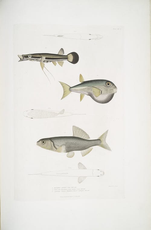 Art Print : 1830, 1. Bearded Anaora, Amora - Vintage Wall Art