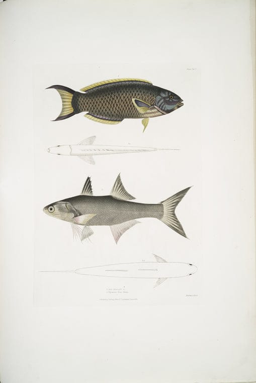 Art Print : 1830, 1. Hamilton's Carp, Cyprinus (Bangana) Hamiltonii. NAT. Size ; 2. Goha Carp, Cy - Vintage Wall Art