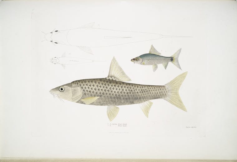 Art Print : 1830, 1. Mosal Carp, Cyprinus Mosal; 2. Morala Carp, Cyprinus Morala. - Vintage Wall Art