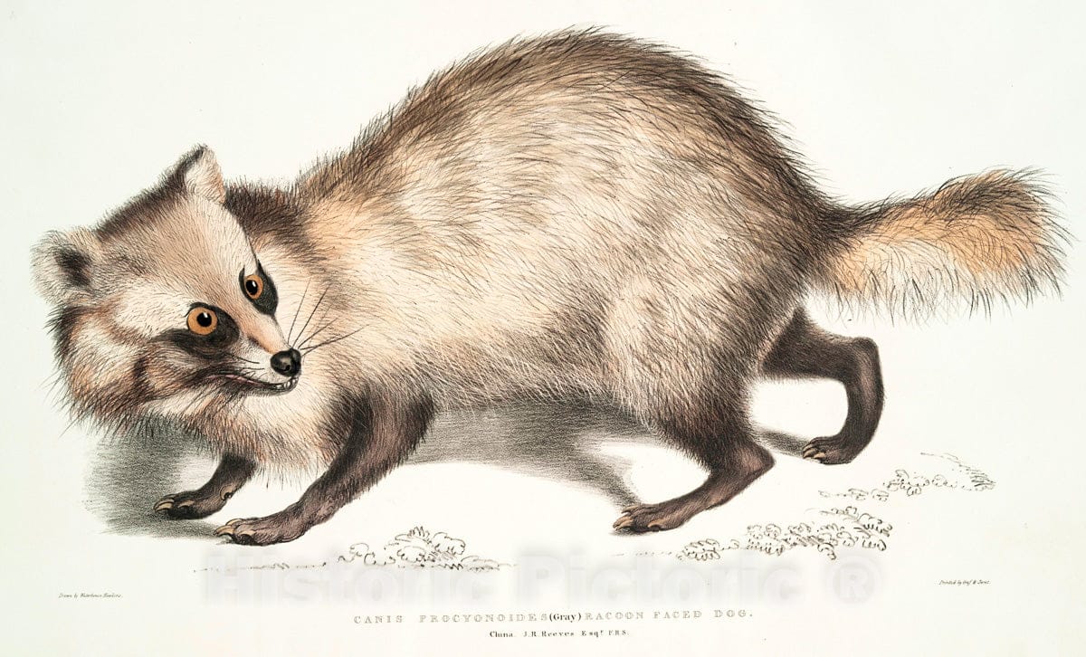 Art Print : 1830, Racoon-Faced Dog, Canis procyonoides. China. - Vintage Wall Art