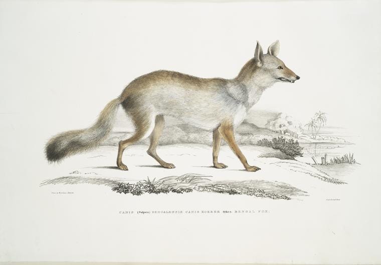 Art Print : 1830, Bengal Fox, Canis (Vulpes) Bengalensis, Canis Kokree. - Vintage Wall Art