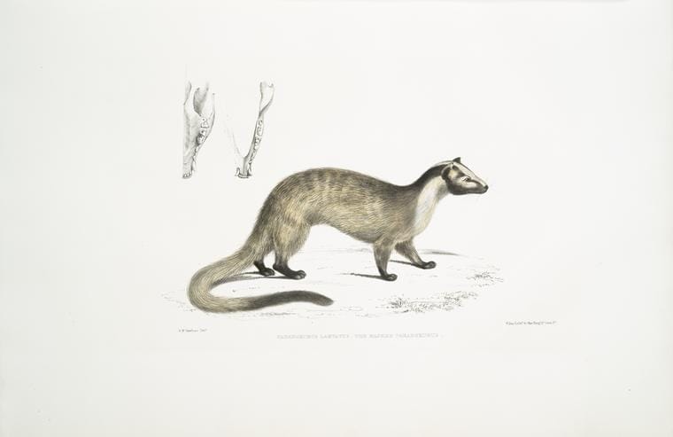 Art Print : 1830, Masked Paradoxurus, Paradoxurus (Viverra) Larvatus. - Vintage Wall Art